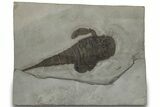 Eurypterus (Sea Scorpion) Fossil - New York #310233-1